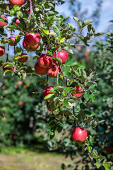 Delicious Shinano Piccolo apple variety in autumn orchard.