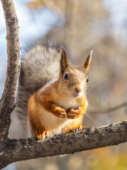 Squirrel sits on a branch in Autumn park