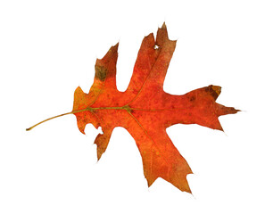 single real red oak leaf isolated on white background