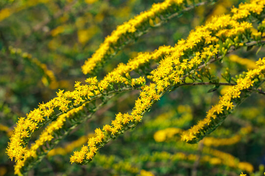 Yellow Solidago rugosa Fireworks flowers blooming in an autumn garden.
