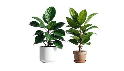 Obraz premium Two green potted plants in different pots isolated on transparent background