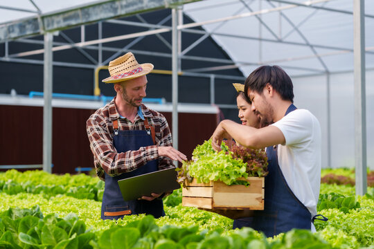 Diverse farmers harvesting fresh organic lettuce, using technology for sustainable farming in a modern hydroponic greenhouse facility