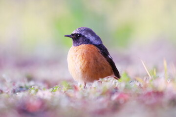 春の野に見つけた可愛いジョウビタキの雌