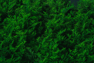 Close-up of dense, vibrant green leaves forming a lush pattern. Ideal for nature, garden, eco, wellness, and background imagery in stock projects.