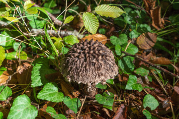 A rare mushroom Strobilomyces strobilaceus, and commonly known as old man of the woods