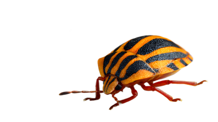 Single striped beetle isolated on transparent background