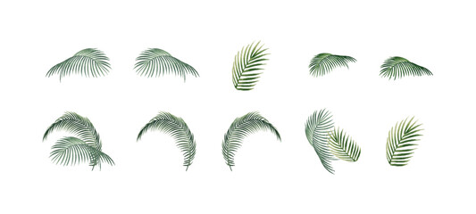 Set of tropical leaves illustration. Collection of exotic green jungle foliage. Monstera, palm, and fern leaves isolated on white background. Botanical vector design elements. vector illustration. © Zahra