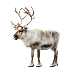 Obraz premium A majestic male reindeer with large antlers stands isolated on a transparent background, showcasing its thick winter coat and powerful build