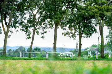Green Forest Trees in Natural Park sunny atmosphere in autumn or late summer in forest landscape 