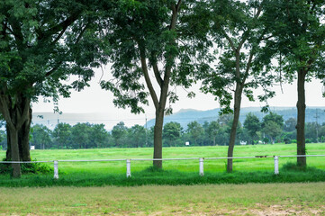 Green Forest Trees in Natural Park sunny atmosphere in autumn or late summer in forest landscape 
