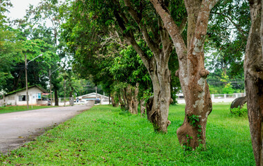 Green Forest Trees in Natural Park sunny atmosphere in autumn or late summer in forest landscape 