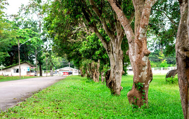 Green Forest Trees in Natural Park sunny atmosphere in autumn or late summer in forest landscape 