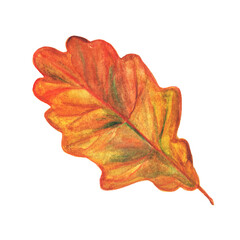 Beautiful, vibrant watercolor autumn oak leaf. Isolated botanical element on white background. Hand-drawn orange and yellow leaf for decorating cards and posters. Fall foliage, autumn design element.