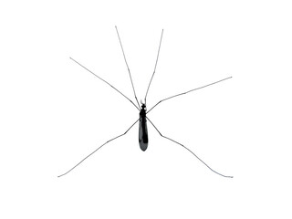 mosquito sucking blood, mosquito insect