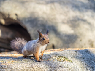 Squirrel in autumn or spring with nut on the green grass with fallen yellow leaves
