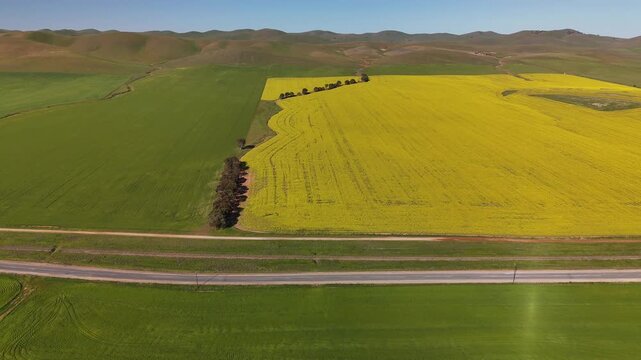 Burra, South Australia &ndash; 4K Aerial Drone Footage of the Famous Midnight Oil House Surrounded by Golden Canola Fields along Barrier Highway under Clear Blue Skies