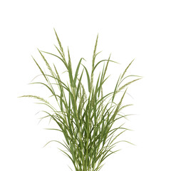 Fototapeta premium Green Wild Grass Isolated on transparent Background