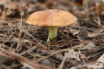 Wild Bolete Mushroom Macro on Pine Needles - Forest Floor Foraging