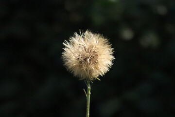 Dandelion Seed Head Macro on Dark Background - Wish and Freedom Concept