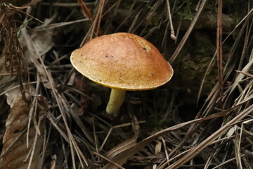 Wild Bolete Mushroom Macro on Pine Needles - Forest Floor Foraging