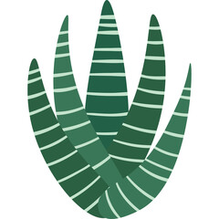Illustration of a green succulent plant with pointed leaves and white stripes on a transparent background in a close up view