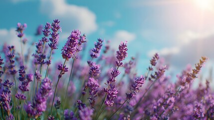 Naklejka premium Vibrant purple flowering plants stretch upwards toward a bright blue sky with soft clouds.