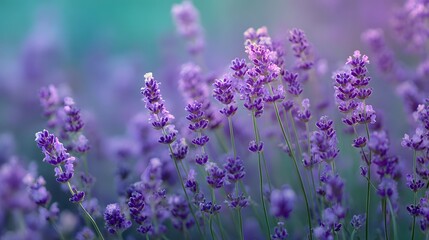Obraz premium Field of vibrant purple blossoms displays soft natural lighting with a shallow depth of field