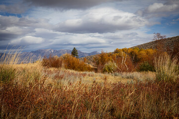 Eastern Sierra Fall Colors, California, USA