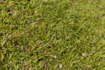 Lush green lawn grass growing densely, close-up texture and vibrant verdant surface ideal as natural background, wallpaper, or design element for garden and outdoor themes