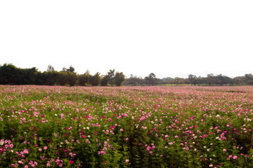 A colorful spring landscape of a vast field of red and pink tulips under a bright blue sky