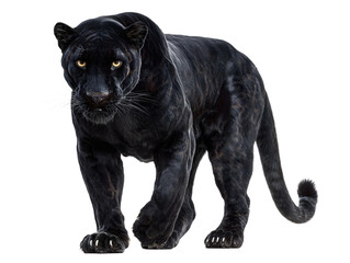 Naklejka premium A powerful black panther panthera pardus with piercing yellow eyes, walking forward, isolated on a transparent background