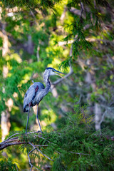 Great blue heron standing on tree branch, Florida, USA