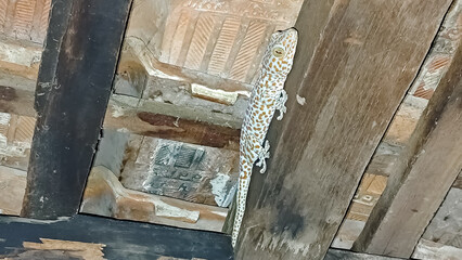 Colorful Tokay Gecko on Wooden Roof