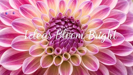Vibrant Pink Dahlia Flower Petals with Soft Cream Centers