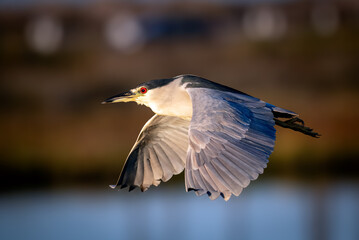 Black crowned night heron bird in flight up close with stunning red eyes in Bolsa Chica wetlands