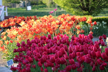 Tulip Fields and Flower Beds