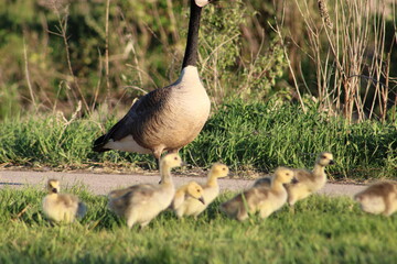 Tulip Fields and Flower Beds