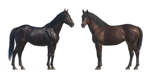 Two dark horses standing sidebyside, isolated on transparent background