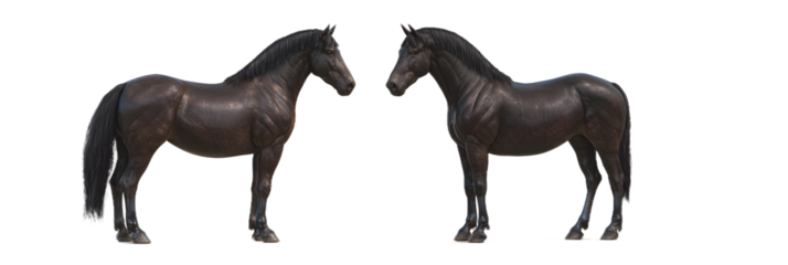 Two dark horses standing sidebyside, isolated on transparent background