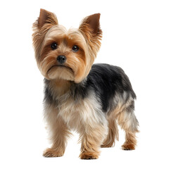 A cute yorkshire terrier dog standing on a transparent background, looking directly at the camera with a serious expression