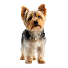 A beautiful yorkshire terrier dog with erect ears, standing and facing the camera, isolated on transparent background