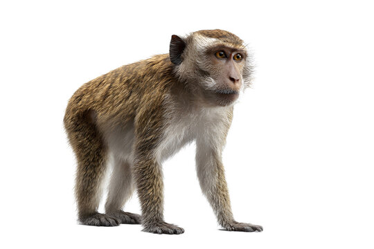 Curious monkey with intelligent eyes and detailed fur texture, perfect for educational or wildlife projects