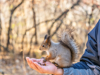 A squirrel in the spring or autumn eats nuts from a human hand. Eurasian red squirrel, Sciurus vulgaris