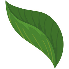 Single Green Leaf With Visible Veins On White Background Simple Plant Element