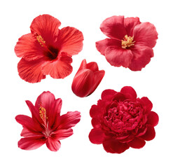 Captivating red flowers collection nature isolated on transparent background