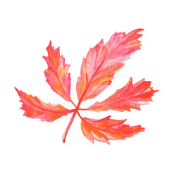 Beautiful, vibrant watercolor autumn maple leaf. Isolated botanical element on a white background. Hand-drawn orange-red leaf for decorating cards and posters.