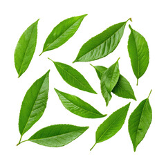 Fototapeta premium Harvesting fresh green leaves nature scene natural light isolated on transparent background