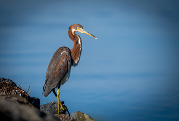 Tricolored heron on a rock and ocean background showing flexible long neck. A vagrant bird in SoCal. 