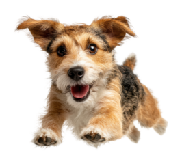 Playful dog jumping in action animal isolated on transparent background