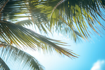 Fototapeta premium Coconut trees on the beach with bright blue sky